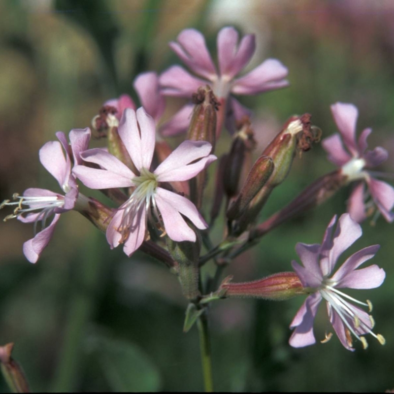 Gibraltar Campion Silene tomentosa
